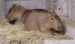 kapybara.jpg